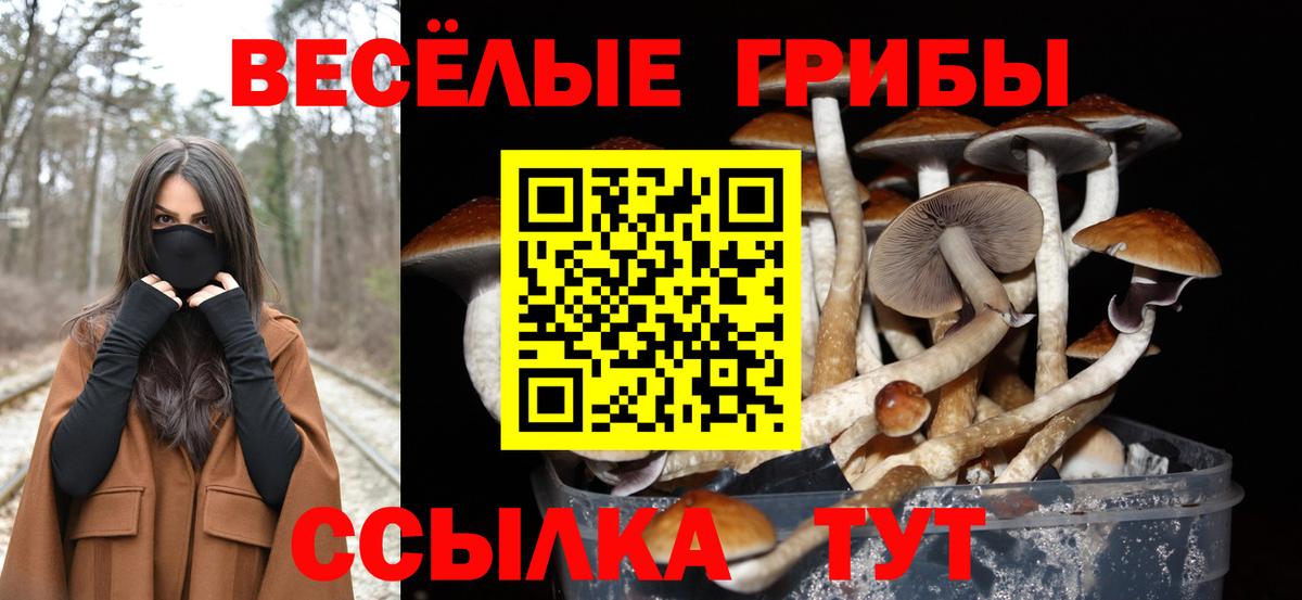 Псилоцибиновые грибы Cubensis Биробиджан